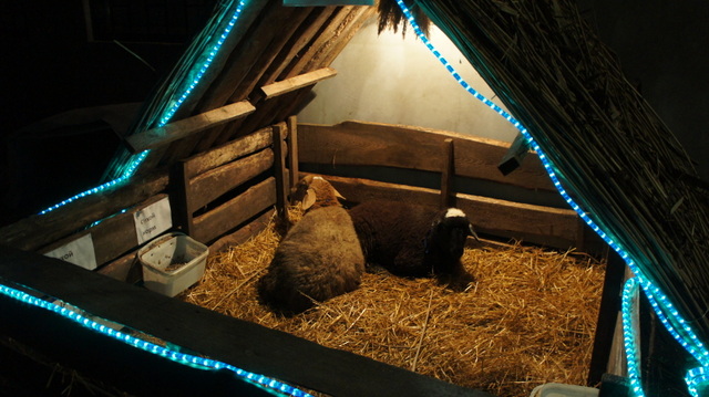 We even had a few sheep in the stable at our church